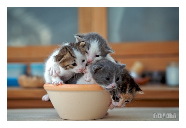 photograph of kitty bowl