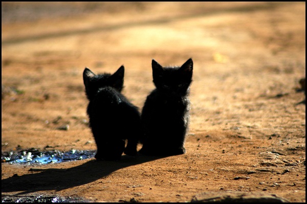 cute kitten photographs